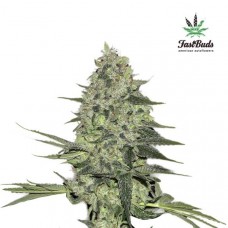 Rhino Ryder Auto - FastBuds